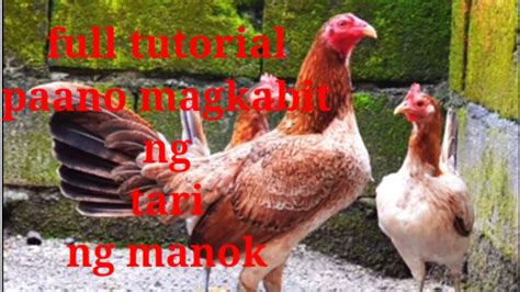 full tutorial paano magkabit Ng Tari nang manok Ng walang .